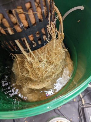 PXL_20220305_041243938.jpg PXL_20220305_041243938.jpg