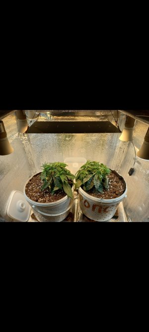 Screenshot_20220305-200700_Gallery.jpg Screenshot_20220305-200700_Gallery.jpg