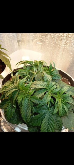 Screenshot_20220305-200732_Gallery.jpg Screenshot_20220305-200732_Gallery.jpg