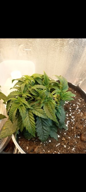 Screenshot_20220305-200744_Gallery.jpg Screenshot_20220305-200744_Gallery.jpg