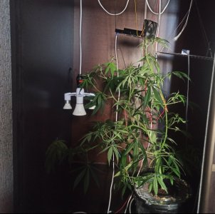 IMG_20220306_095735.jpg IMG_20220306_095735.jpg