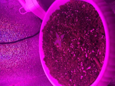 DE7F0461-91B5-4C29-886F-19189808FD09.jpeg DE7F0461-91B5-4C29-886F-19189808FD09.jpeg