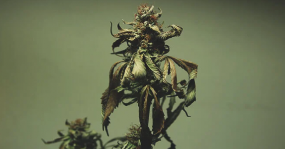 1646737312012.png 1646737312012.png