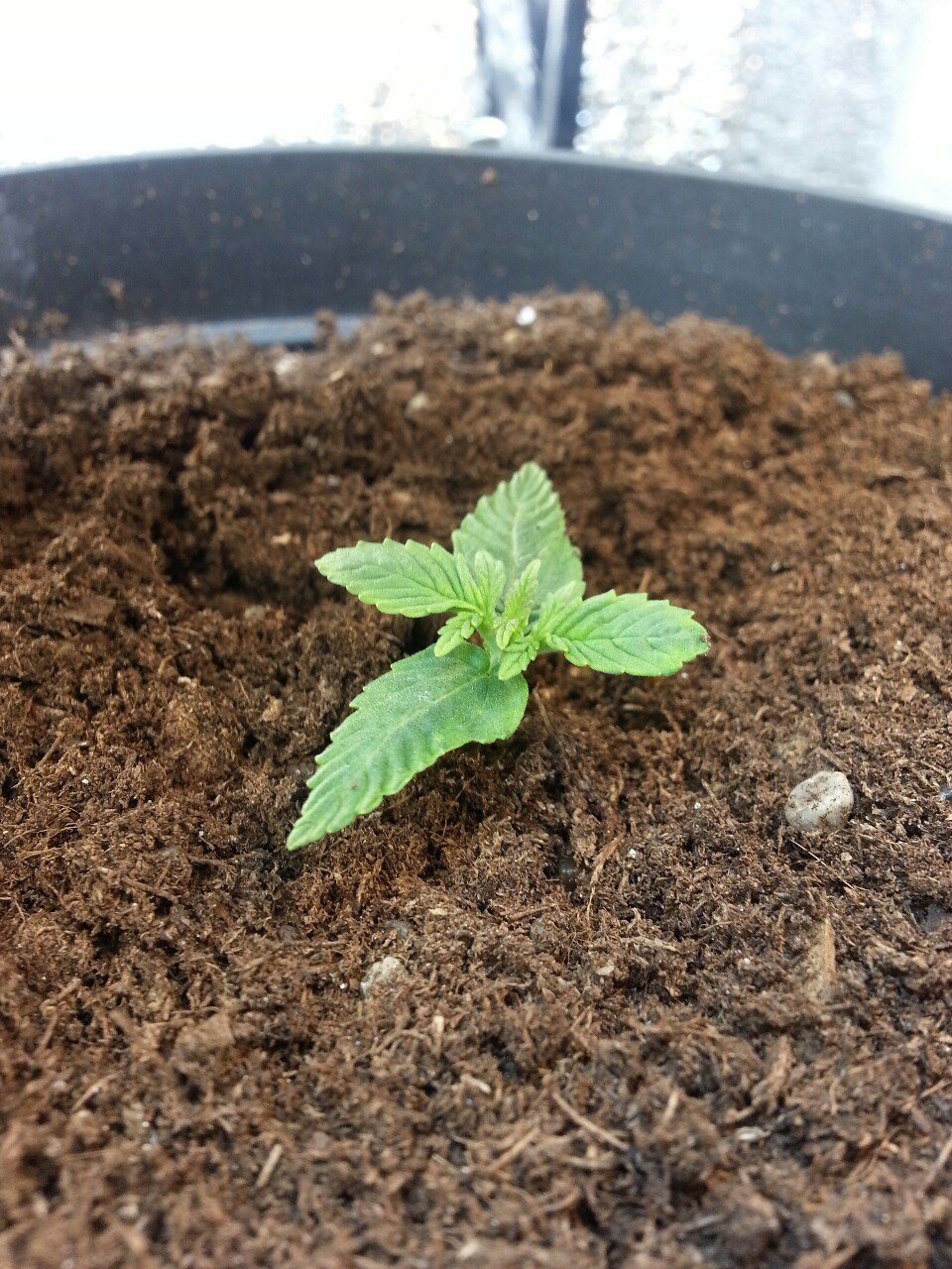 IMG_20220313_100319_643.jpg IMG_20220313_100319_643.jpg