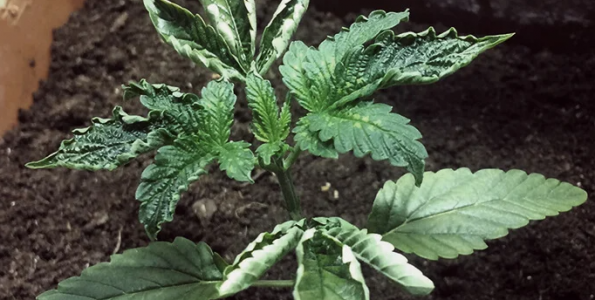 1647200319577.png 1647200319577.png