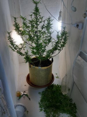 20220314_120246.jpg 20220314_120246.jpg