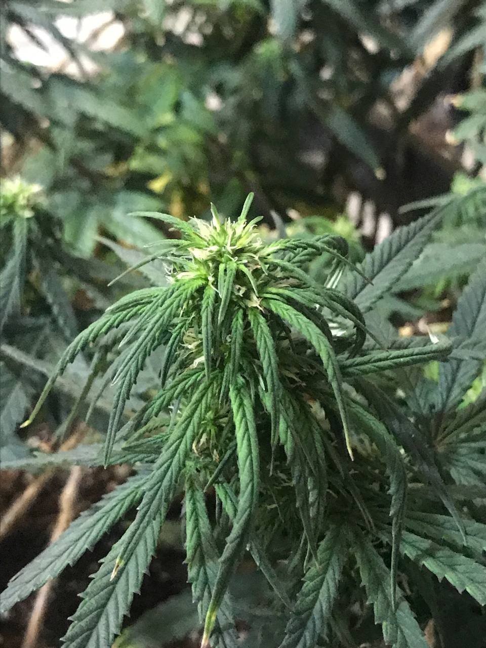 msg603478006-15971 (1).jpg