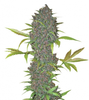 1717082100837.png 1717082100837.png