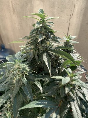 IMG_1518.jpeg IMG_1518.jpeg