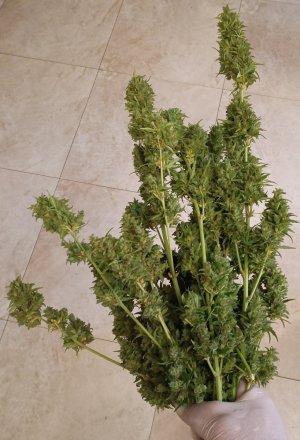 11111111.jpg 11111111.jpg