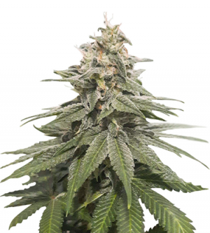 1717523387314.png 1717523387314.png