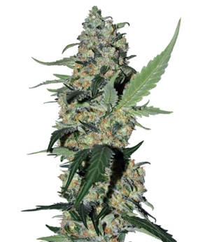 1717853520946.png 1717853520946.png