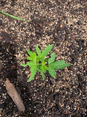 IMG_5630 — копия.jpg IMG_5630 — копия.jpg