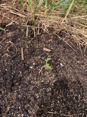 IMG_5631 — копия.jpg IMG_5631 — копия.jpg