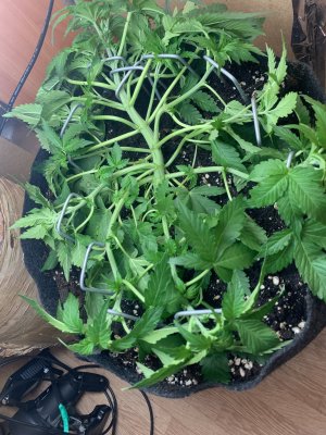 IMG_1550.jpeg IMG_1550.jpeg