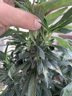 IMG_1660.jpeg IMG_1660.jpeg