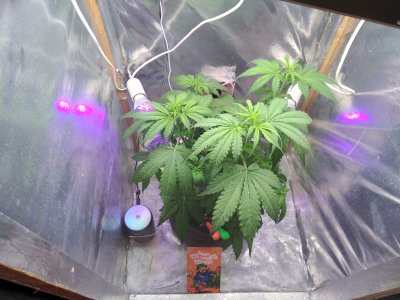 17180306359355771874282919689859.jpg 17180306359355771874282919689859.jpg