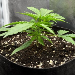 B228F1AE-6D2D-478D-9183-B30347D83028-78617-00000FA50E5B37D3.jpeg B228F1AE-6D2D-478D-9183-B30347D83028-78617-00000FA50E5B37D3.jpeg