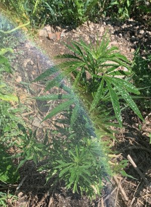 IMG_5661 — копия.jpg