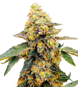 1718263855965.png 1718263855965.png