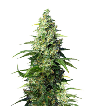 1718274981609.png 1718274981609.png