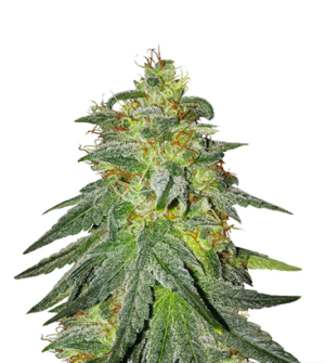 1718278954184.png 1718278954184.png