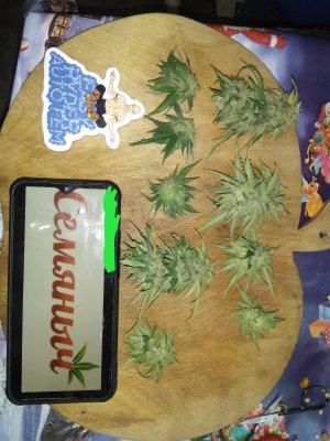 IMG_20240613_161235.jpg IMG_20240613_161235.jpg