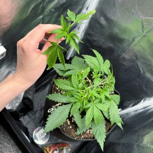 IMG_3964.jpeg IMG_3964.jpeg