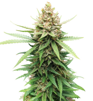 descojack.png descojack.png