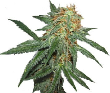 great white shark.png great white shark.png