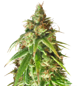 1718549835175.png 1718549835175.png