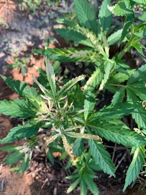 IMG_5683.jpg IMG_5683.jpg