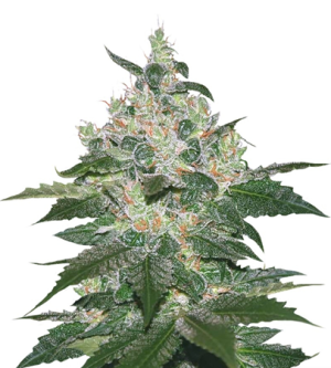 1718644778490.png 1718644778490.png