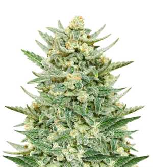 1718725734743.png 1718725734743.png