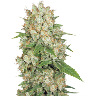 1718725738688.png 1718725738688.png