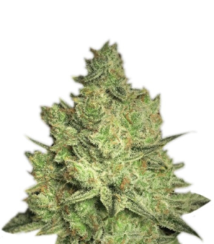 1718804174289.png 1718804174289.png