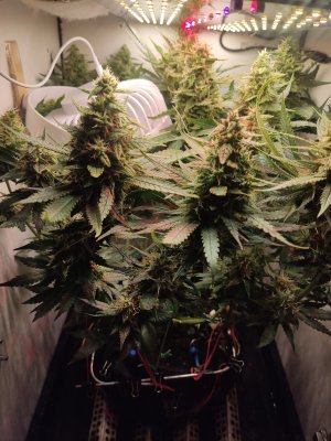 IMG_20240619_182125.jpg IMG_20240619_182125.jpg