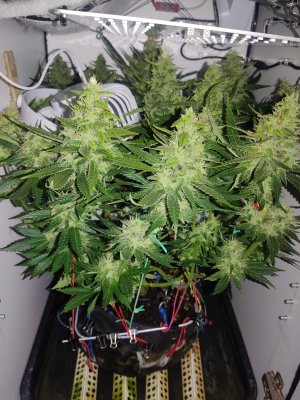 IMG_20240619_182159.jpg IMG_20240619_182159.jpg