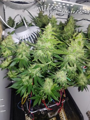 IMG_20240619_182204.jpg IMG_20240619_182204.jpg