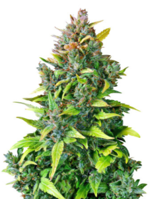 1718881030081.png 1718881030081.png