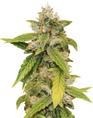 1718881081391.png 1718881081391.png