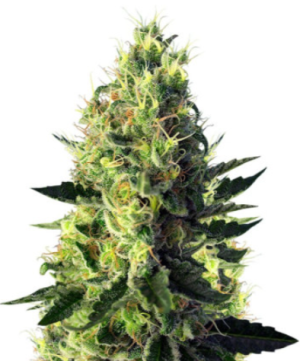 1718881134515.png 1718881134515.png