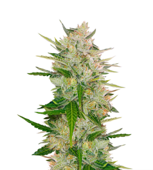 1718884370339.png 1718884370339.png