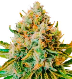 permanent.png permanent.png