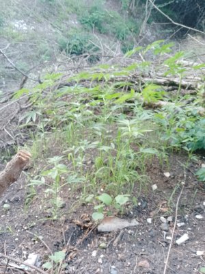 IMG_20240621_053248_250.jpg IMG_20240621_053248_250.jpg