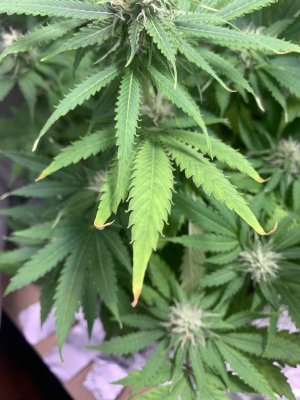 IMG_0785.jpeg IMG_0785.jpeg