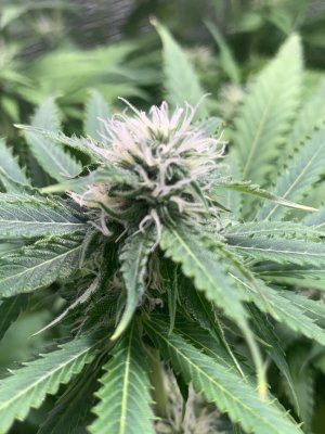 IMG_0786.jpeg IMG_0786.jpeg