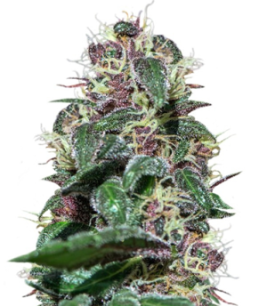 1719156880662.png 1719156880662.png