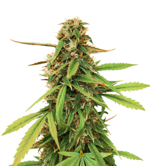 1719156885313.png 1719156885313.png