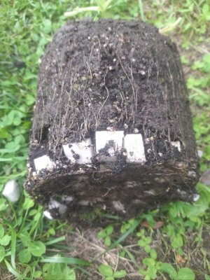 IMG_20240626_092912_625.jpg IMG_20240626_092912_625.jpg